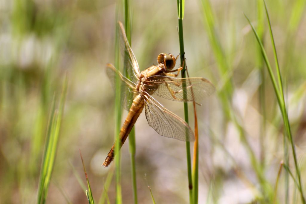 Crocothemis erythraea femmina?  S !